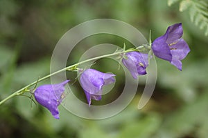 Purple blue flowers close up macro