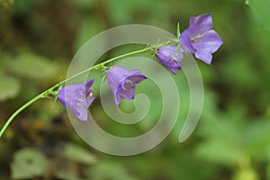 Purple blue flowers close up macro