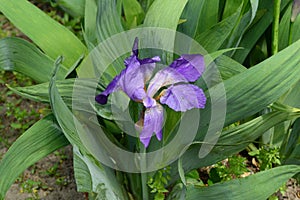 purple-blue flowers of Germanic iris on a green background