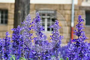 Purple Blue Flowers Lavendar Lilac Field Garden European