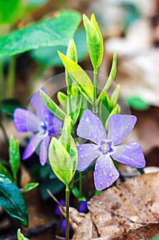 Purple blue flowers of periwinkle growing in the meadow (vinca minor), closeup. Amazing spring floral background.