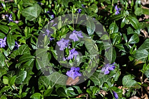 Purple blue flowers of periwinkle, vinca minor