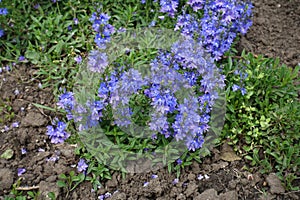 Purple and blue flowers of prostrate speedwell
