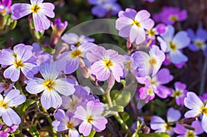 Purple blue forget-me-not flowers in spring close up