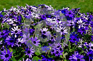 Purple and blue gerber daisies