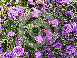 Purple and blue Gilliflowers in the grass.