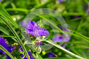 Purple and blue Gilliflowers in the grass.