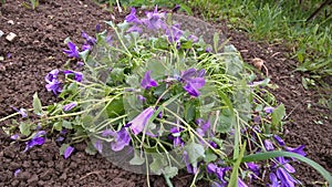 Purple and blue Gilliflowers in the grass.