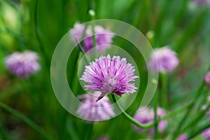 Purple and blue Gilliflowers in the grass.