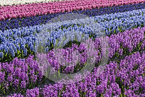 Purple and Blue Hyacinth Field Noord-Holland