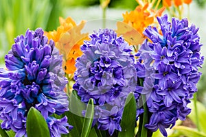 Purple or blue Hyacinth flowers in bloom