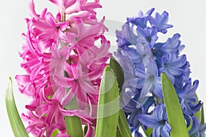 Purple and blue hyacinth flowers with waterdrops