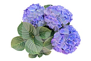 Purple blue hydrangea flowers with green leaves bouquet isolated on white background, clipping path included