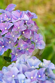 Purple and blue hydrangeas in garden