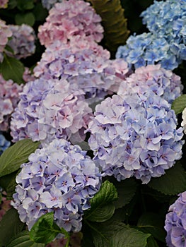 Purple and Blue Hydrangeas
