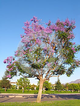 Purple-blue Jacaranda Crown