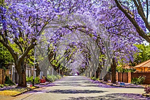Purple blue Jacaranda mimosifolia bloom in Johannesburg and Pretoria street during spring in October in South Africa