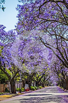 Purple blue Jacaranda mimosifolia bloom in Johannesburg and Pretoria street during spring in October in South Africa