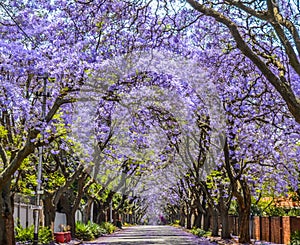 Purple blue Jacaranda mimosifolia bloom in Johannesburg and Pretoria street during spring in October in South Africa