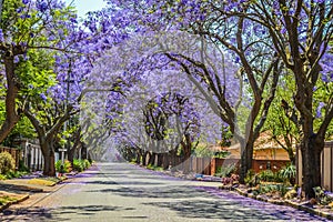 Purple blue Jacaranda mimosifolia bloom in Johannesburg and Pretoria street during spring in October in South Africa