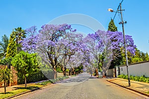 Purple blue Jacaranda mimosifolia bloom in Johannesburg and Pretoria street during spring in October in South Africa