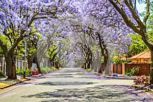 Purple blue Jacaranda mimosifolia bloom in Johannesburg and Pretoria street during spring in October in South Africa