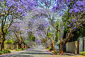 Purple blue Jacaranda mimosifolia bloom in Johannesburg and Pretoria street during spring in October in South Africa