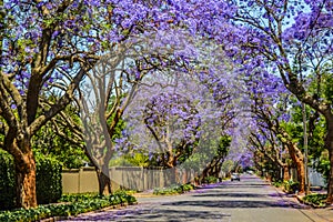 Purple blue Jacaranda mimosifolia bloom in Johannesburg and Pretoria street during spring in October in South Africa