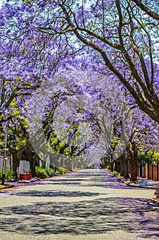 Purple blue Jacaranda mimosifolia bloom in Johannesburg and Pretoria street during spring in October in South Africa