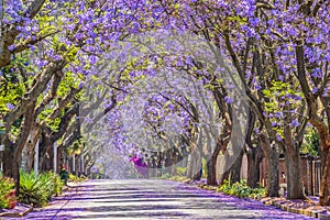 Purple blue Jacaranda mimosifolia bloom in Johannesburg and Pretoria street during spring in October in South Africa photo