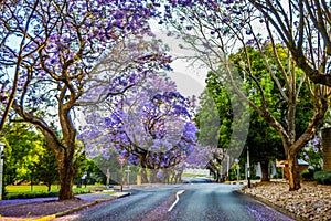 Purple blue Jacaranda mimosifolia bloom in Johannesburg streets during spring in October in South Africa