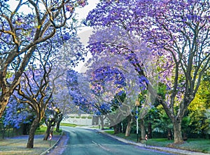 Purple blue Jacaranda mimosifolia bloom in Johannesburg streets during spring in October in South Africa