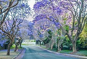 Purple blue Jacaranda mimosifolia bloom in Johannesburg streets during spring in October in South Africa