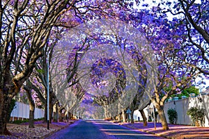 Purple blue Jacaranda mimosifolia bloom in Johannesburg streets during spring in October in South Africa
