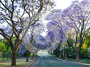 Purple blue Jacaranda mimosifolia bloom in Johannesburg streets during spring in October in South Africa