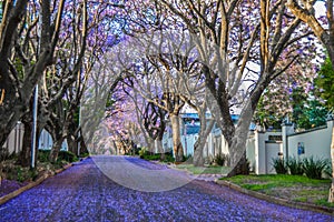 Purple blue Jacaranda mimosifolia bloom in Johannesburg streets during spring in October in South Africa