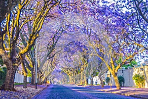 Purple blue Jacaranda mimosifolia bloom in Johannesburg streets during spring in October in South Africa