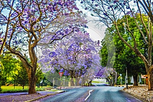 Purple blue Jacaranda mimosifolia bloom in Johannesburg streets during spring in October in South Africa