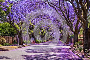 Purple blue Jacaranda mimosifolia bloom in Pretoria streets during spring in October in South Africa