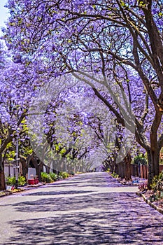 Purple blue Jacaranda mimosifolia bloom in Pretoria streets during spring in October in South Africa