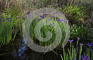 Purple blue Louisiana iris growing wild in bayou marsh water