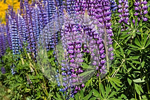 Purple and blue lupin flowers