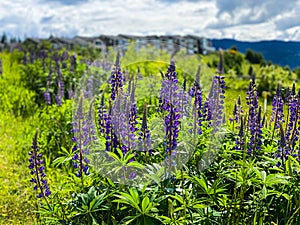 Purple and Blue Lupin flowers in urban meadow