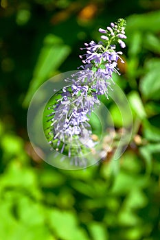 Purple blue meadow flowers of Veronica longifolia or longleaf speedwell in the forest on green nature background