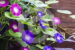 Purple and blue Morning Glory Ipomoea flowers climbing along the wooden fence