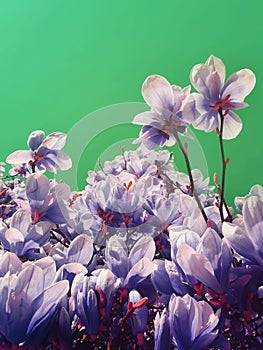 Purple blue odd magnolia flowers. Different nature concept zine culture style