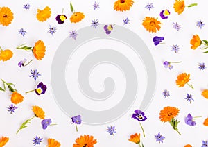 Purple, blue, orange edible flowers: viola, calendula and borage on white background.