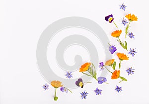 Purple, blue, orange edible flowers: viola, calendula and borage on white background.