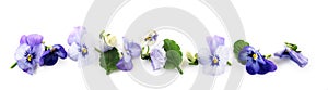 purple blue pansy flowers and leaves in a row, spring banner background in panoramic format isolated with small shadows on a whit