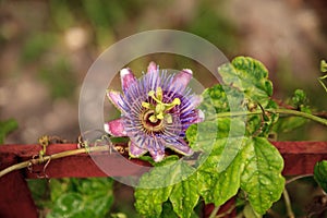 Purple blue passion flower vine plant Passiflora caerulea in bloom